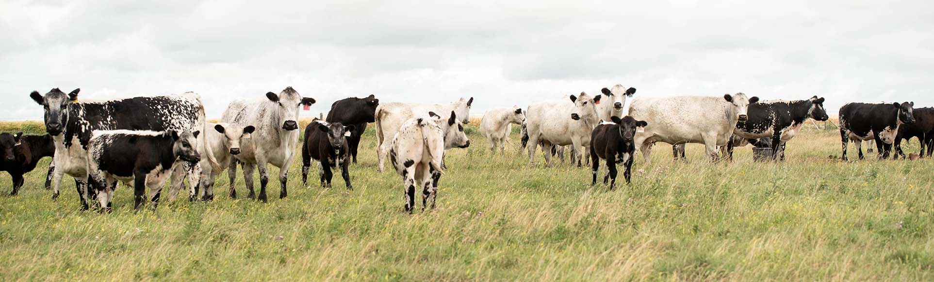 herd of speckle park